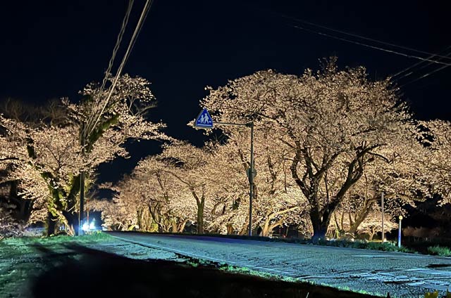 庄瀬小学校そばの桜並木のライトアップ