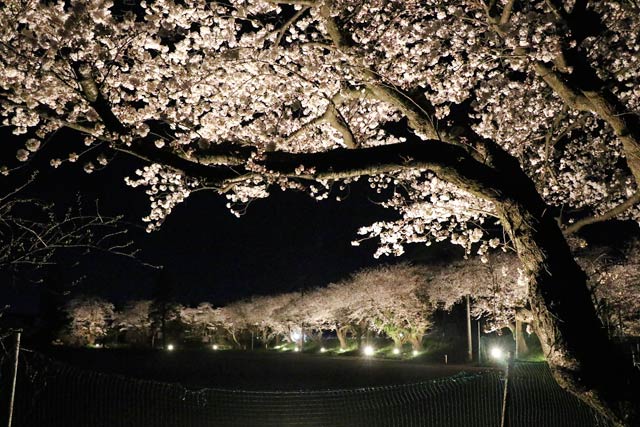 庄瀬小学校そばの桜並木のライトアップ
