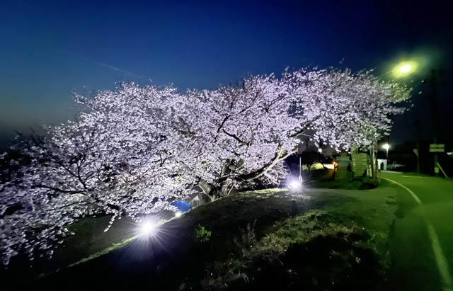 新飯田橋の左岸側たもと近くの桜のライトアップ
