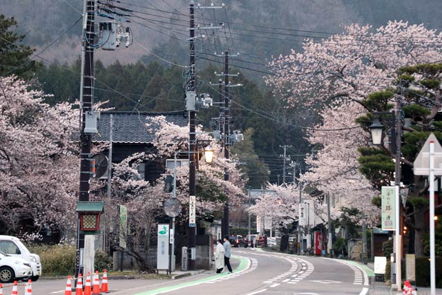 1日からライトアップが始まる弥彦の桜