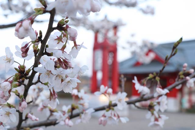 1日からライトアップが始まる弥彦の桜