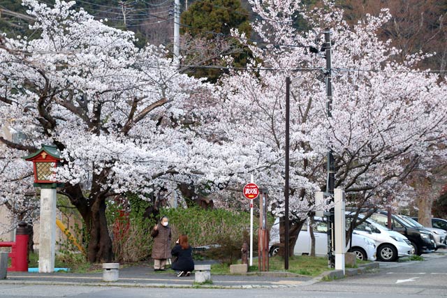 1日からライトアップが始まる弥彦の桜