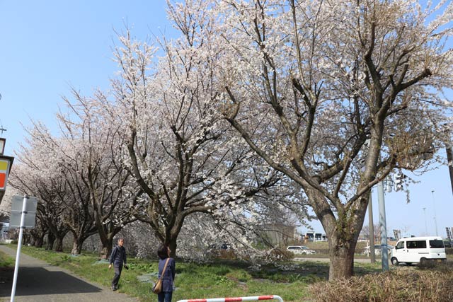 三条燕インターチェンジ入り口向かいの桜