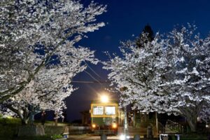 1日始まった旧月潟駅の夜桜ライトアップのようす