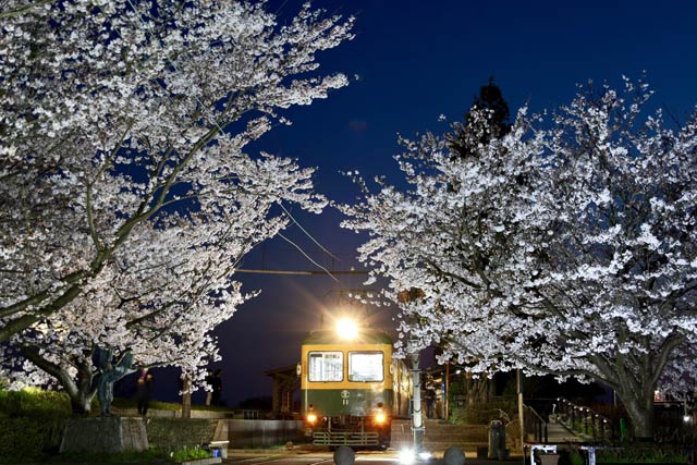 1日始まった旧月潟駅の夜桜ライトアップのようす