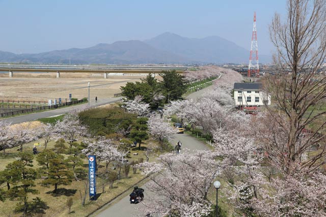 信濃川大河津資料館から見下ろす桜土手の桜