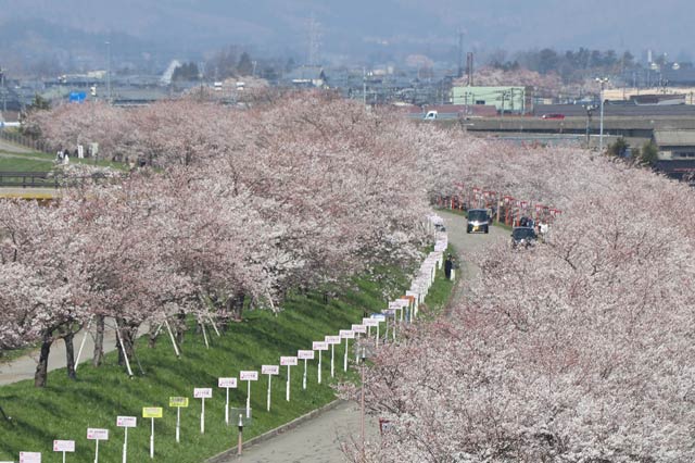 信濃川大河津資料館から見下ろす桜土手の桜