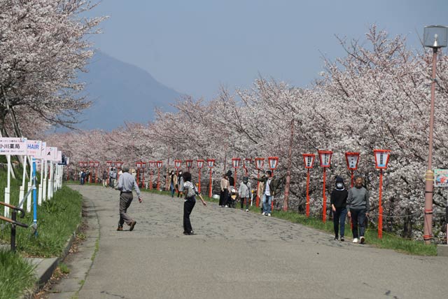 花見客でにぎわう桜土手
