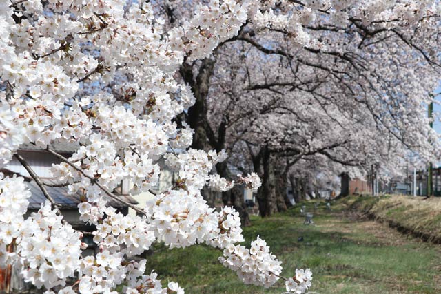 分水駅の桜並木