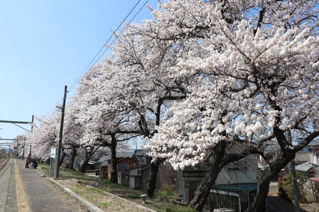 分水駅の桜並木