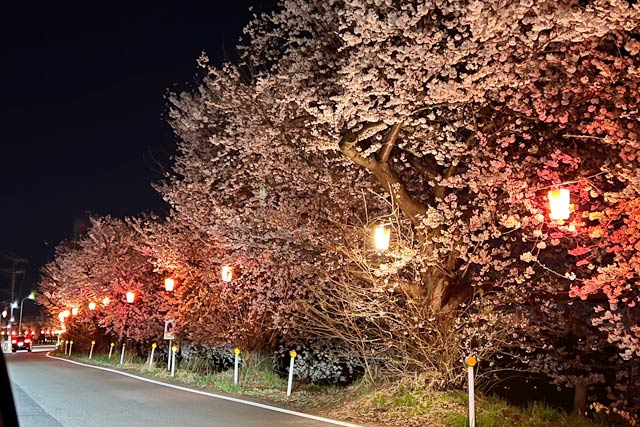 新潟市・鳥屋野潟の桜