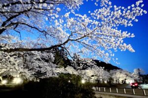 満開に間に合った弥彦や分水のライトアップ