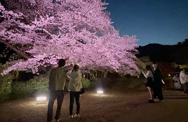 弥彦公園の桜のライトアップ