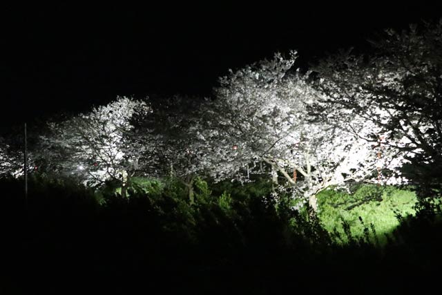 大河津分水桜並木のライトアップ