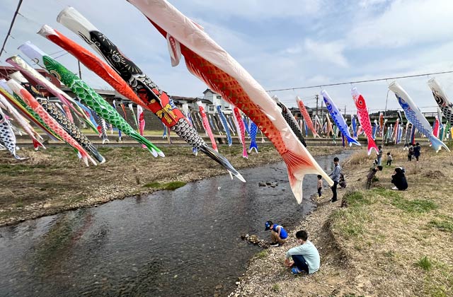 5日の加茂川鯉のぼり