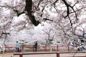 観測史上最も早く開花した新潟の桜はピークを過ぎ花吹雪も