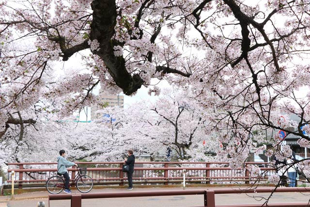 福島江の桜並木