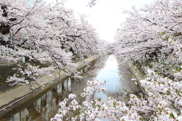 福島江の桜並木