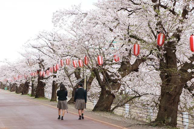 福島江の桜並木