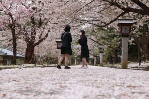 風雨で桜の落花が進んだ弥彦はピンクカーペットや花いかだが楽しめる