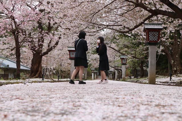 7日の湯神社参道は桜の花でピンクのアーチにピンクカーペット