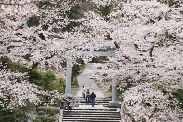 大駐車条の桜はまだ大丈夫