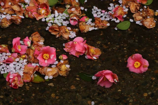 水藻に浮かぶ椿の花と桜の花びら