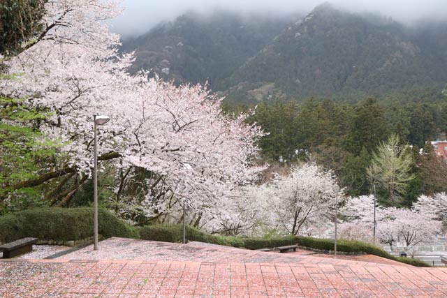 弥彦文化会館のスロープにも桜