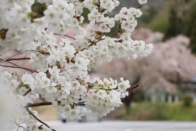 ソメイヨシノは満開を過ぎても品種によっては花盛り
