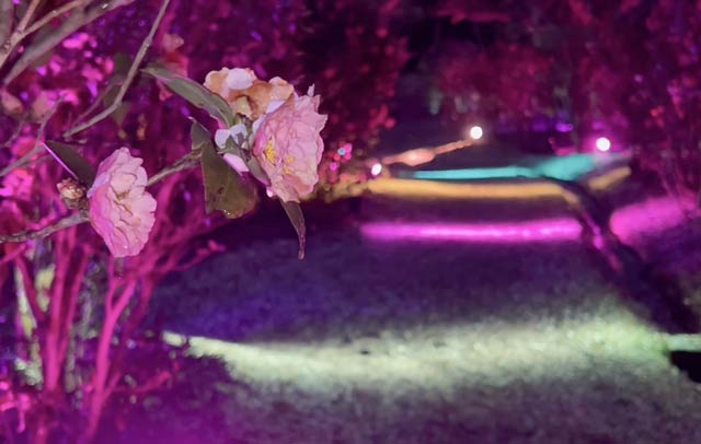 雪椿園のユキツバキは花盛り