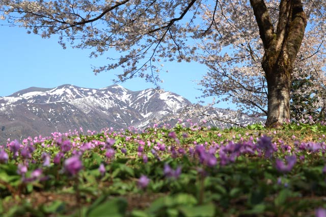 北五百川の棚田でカタクリの群生と桜、粟ヶ岳