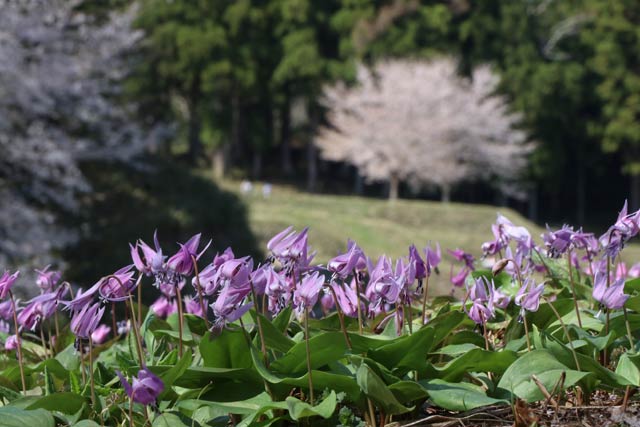 カタクリと遠くの桜
