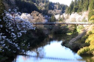 加茂市・下条川ダムの桜は週明けも見頃の最終盤