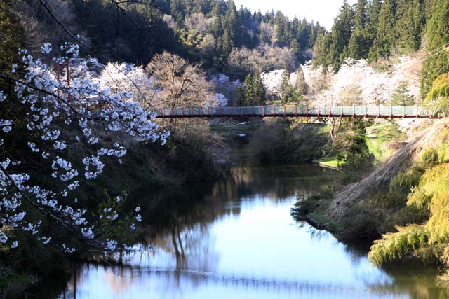10日の下条川ダムの桜