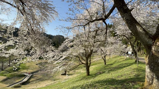 10日の下条川ダムの桜