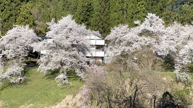 10日の下条川ダムの桜