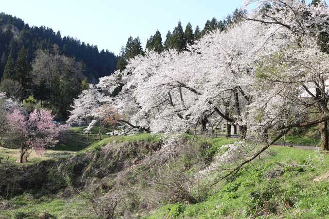 10日の下条川ダムの桜