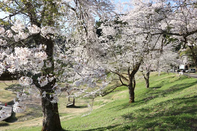 10日の下条川ダムの桜