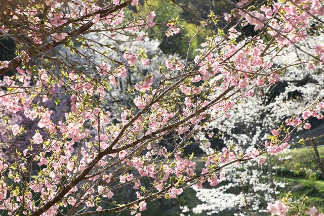 10日の下条川ダムの桜