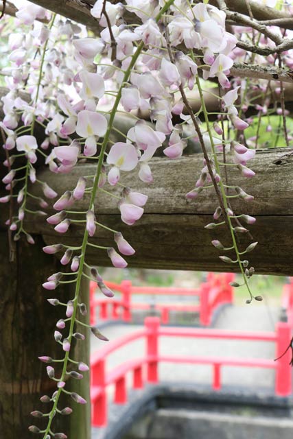 すでに五分咲きていどまで開花した八幡宮の弁天島のフジ￥