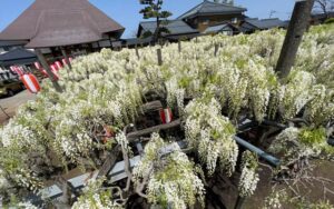 28日午前の「八王寺の白藤」