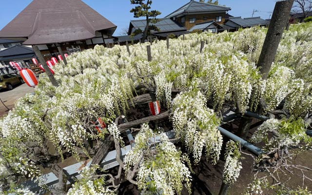 28日午前の「八王寺の白藤」