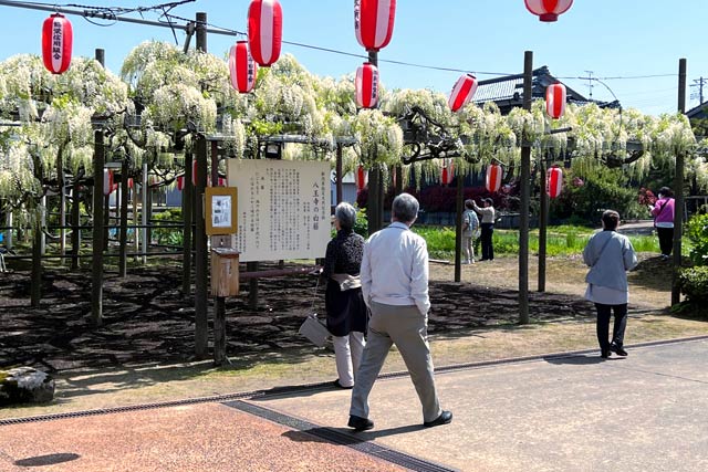 花見客が切れ目なく訪れる