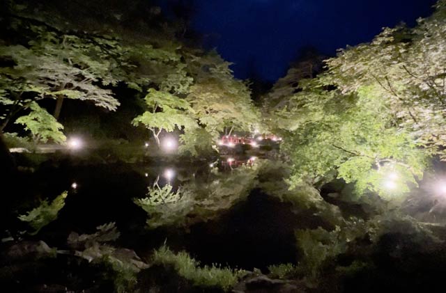 もみじ谷の池に映る新緑のライトアップ