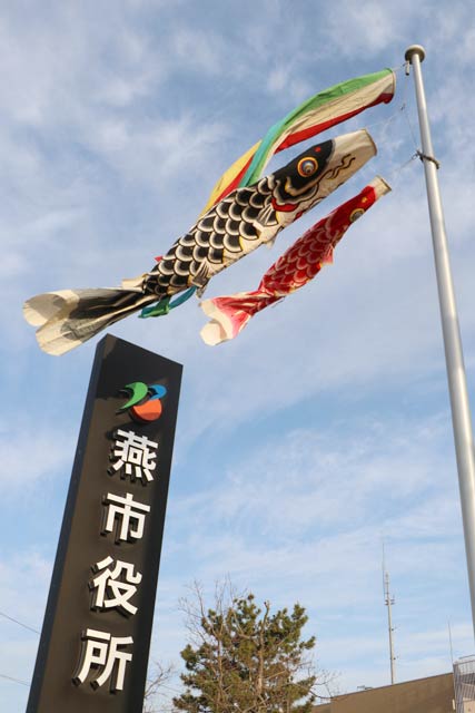 燕市役所に初めて設置されたこいのぼり