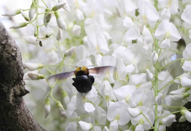 花のみつを求めて飛び交うハチ