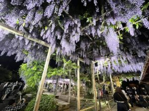 北方文化博物館で行われている大藤のライトアップ