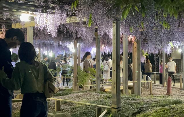 北方文化博物館で行われている大藤のライトアップ