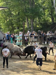 山古志の「牛の角突き」初場所で手に汗