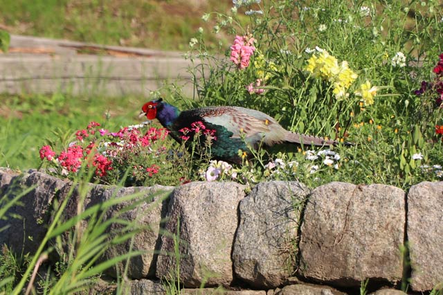 須頃郷第2号公園のキジ